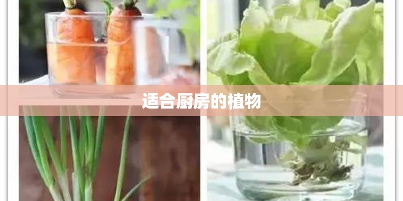 下列措施不能抑制植物呼吸作用的是（　　）    A．玉米播种前要耕田松土    B．小麦种子在入仓前要晒干