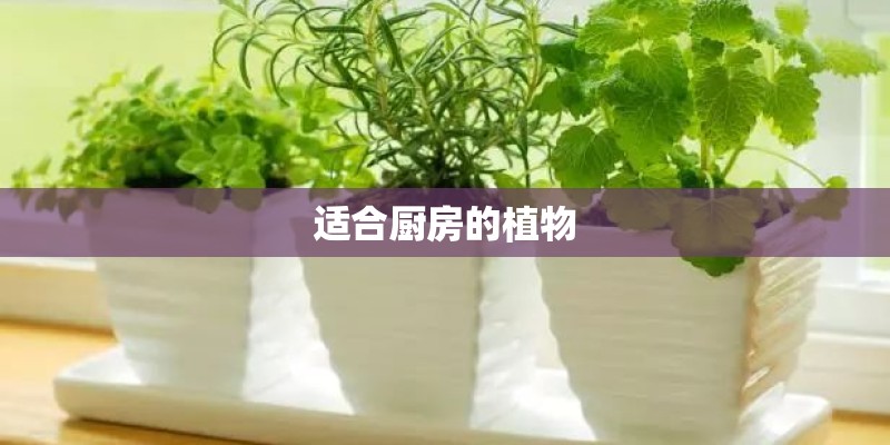 适合厨房的植物