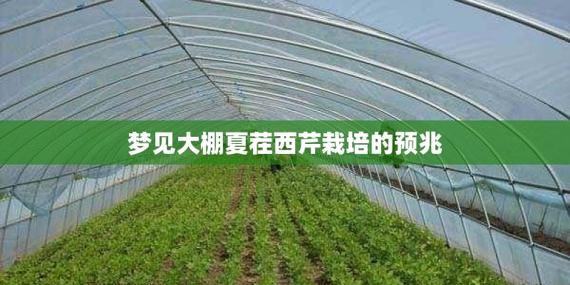 梦见大棚夏茬西芹栽培的预兆
