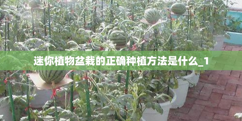 迷你植物盆栽的正确种植方法是什么_1