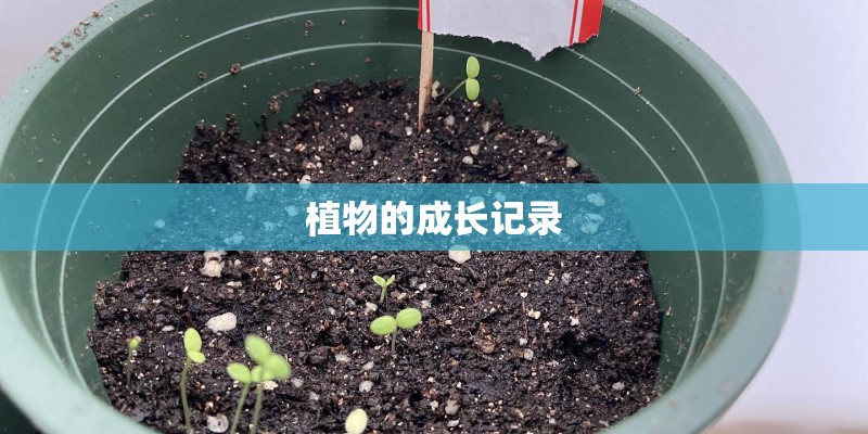 关于植物的寓言故事