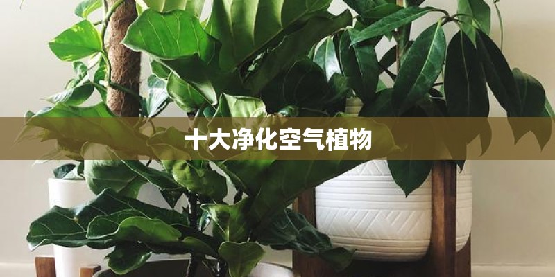 大学生假期怎么提升自己
