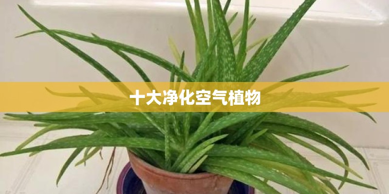 十大净化空气植物