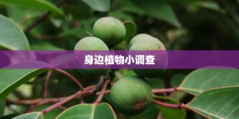 梦见家里养的花很茂盛