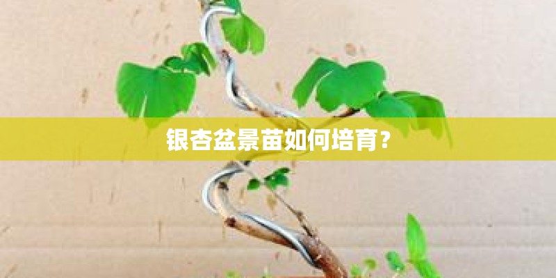 银杏盆景苗如何培育？