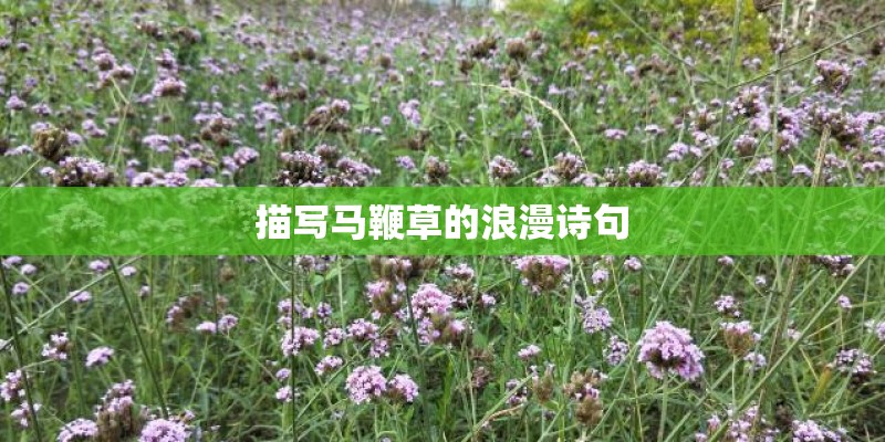 描写马鞭草的浪漫诗句