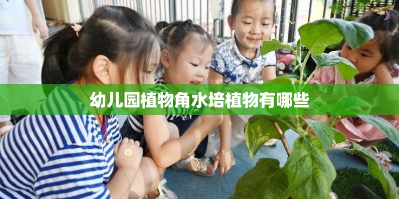 幼儿园植物角水培植物有哪些