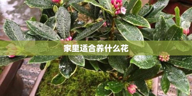家里适合养什么花