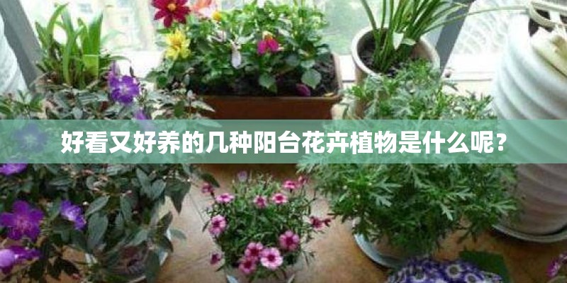 好看又好养的几种阳台花卉植物是什么呢？