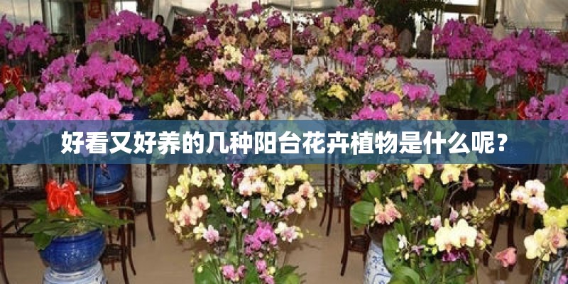 好看又好养的几种阳台花卉植物是什么呢？