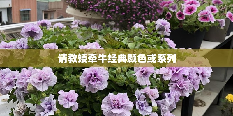 石家庄防控办24小时电话