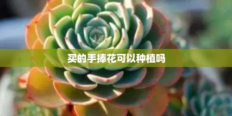 买的手捧花可以种植吗