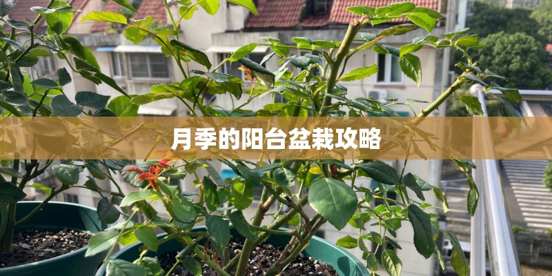 月季的阳台盆栽攻略