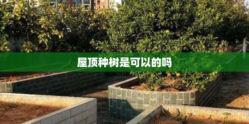 屋顶种树是可以的吗