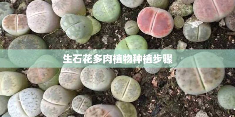 生石花多肉植物种植步骤 生石花多肉植物种植步骤