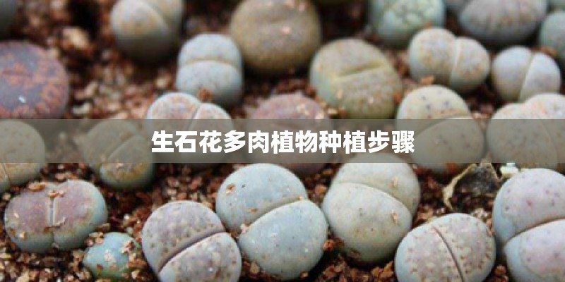 生石花多肉植物种植步骤 生石花多肉植物种植步骤
