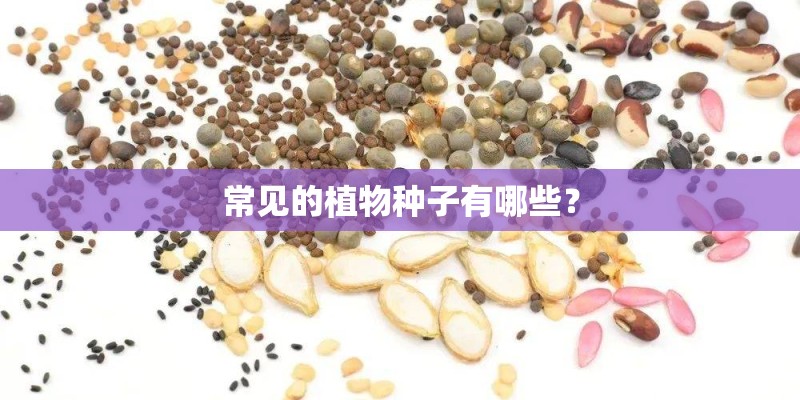 常见的植物种子有哪些? 常见的植物种子有哪些?