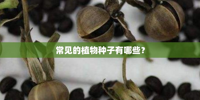 常见的植物种子有哪些? 常见的植物种子有哪些?
