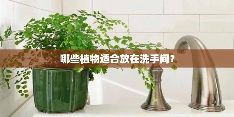 哪些植物适合放在洗手间？