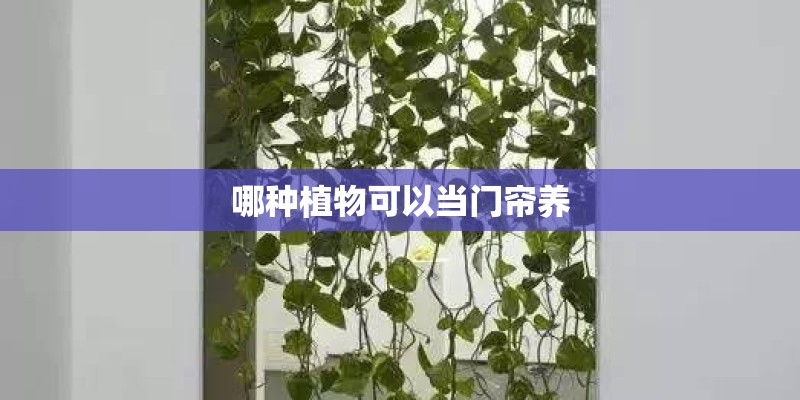 哪种植物可以当门帘养