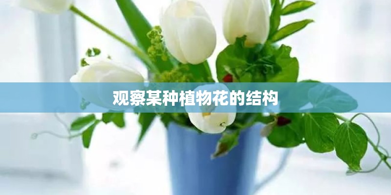 观察某种植物花的结构 观察某种植物花的结构