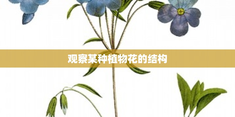 观察某种植物花的结构 观察某种植物花的结构