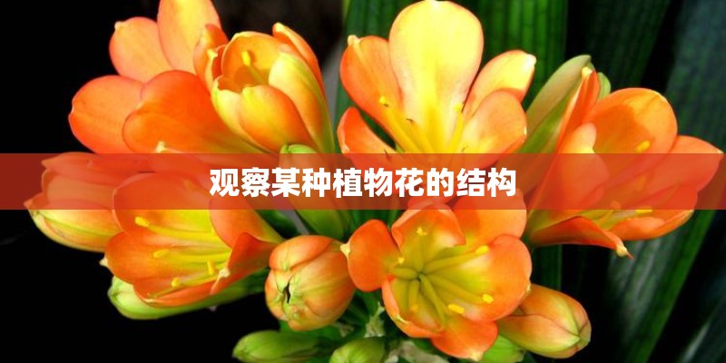 观察某种植物花的结构 观察某种植物花的结构