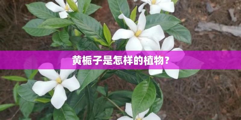 黄栀子是怎样的植物？